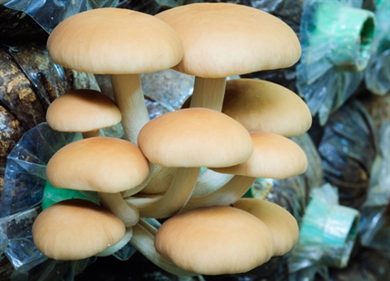 蘑菇生长加湿